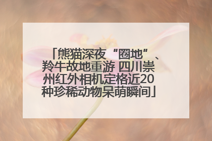熊猫深夜“圈地”、羚牛故地重游 四川崇州红外相机定格近20种珍稀动物呆萌瞬间