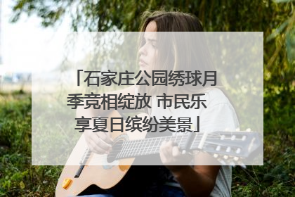 石家庄公园绣球月季竞相绽放 市民乐享夏日缤纷美景
