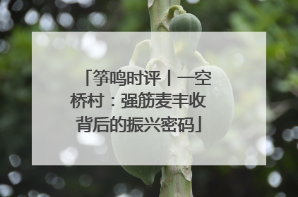 筝鸣时评丨一空桥村：强筋麦丰收背后的振兴密码