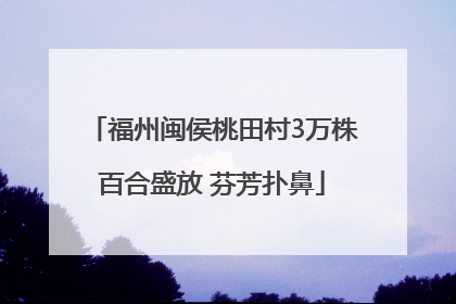 福州闽侯桃田村3万株百合盛放 芬芳扑鼻
