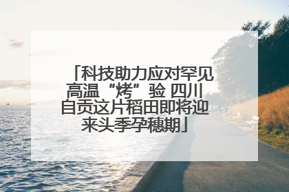 科技助力应对罕见高温“烤”验 四川自贡这片稻田即将迎来头季孕穗期