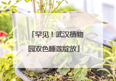 罕见！武汉植物园双色睡莲绽放