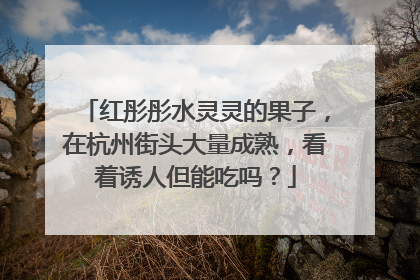 红彤彤水灵灵的果子，在杭州街头大量成熟，看着诱人但能吃吗？