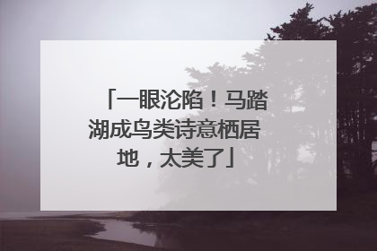 一眼沦陷！马踏湖成鸟类诗意栖居地，太美了