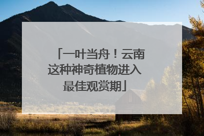 一叶当舟！云南这种神奇植物进入最佳观赏期