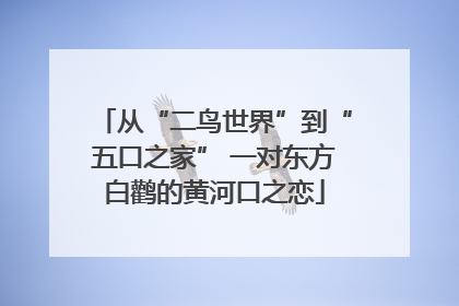 从“二鸟世界”到“五口之家” 一对东方白鹳的黄河口之恋
