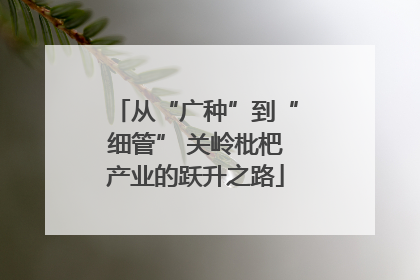 从“广种”到“细管” 关岭枇杷产业的跃升之路