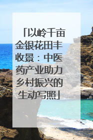 以岭千亩金银花田丰收景：中医药产业助力乡村振兴的生动写照