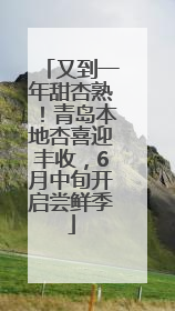 又到一年甜杏熟！青岛本地杏喜迎丰收，6月中旬开启尝鲜季