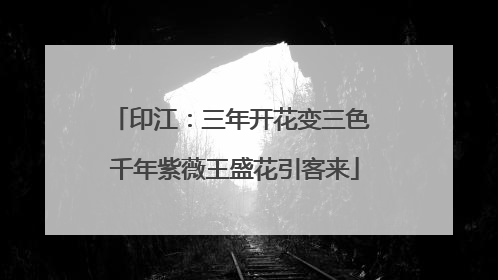 印江：三年开花变三色 千年紫薇王盛花引客来