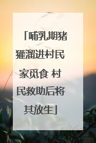 哺乳期猪獾溜进村民家觅食 村民救助后将其放生