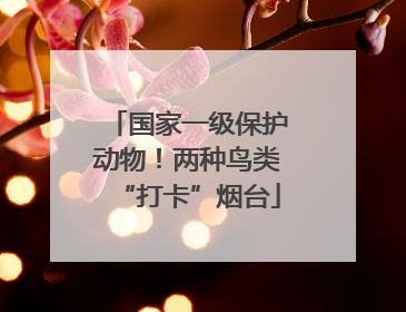 国家一级保护动物！两种鸟类“打卡”烟台