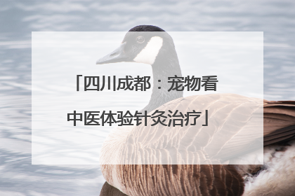 四川成都：宠物看中医体验针灸治疗