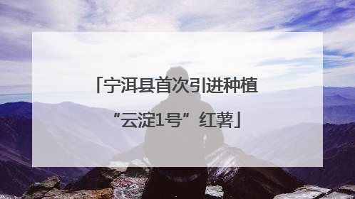 宁洱县首次引进种植“云淀1号”红薯