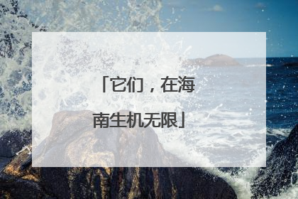 它们，在海南生机无限