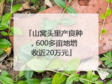 山窝头里产良种,600多亩地增收近20万元
