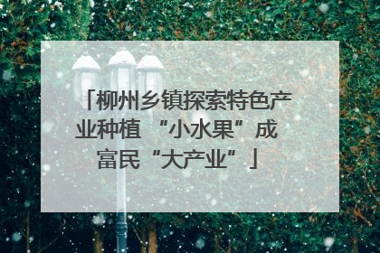 柳州乡镇探索特色产业种植 “小水果”成富民“大产业”