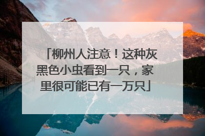 柳州人注意！这种灰黑色小虫看到一只，家里很可能已有一万只