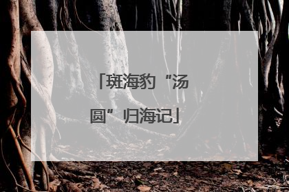 斑海豹“汤圆”归海记