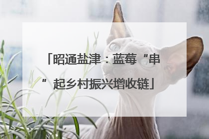 昭通盐津：蓝莓“串”起乡村振兴增收链