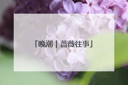 晚潮|蔷薇往事