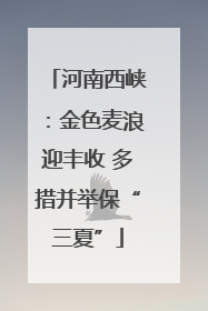 河南西峡：金色麦浪迎丰收 多措并举保“三夏”