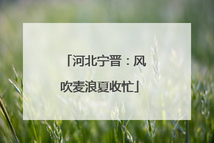 河北宁晋：风吹麦浪夏收忙