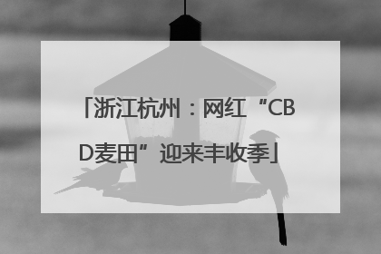 浙江杭州：网红“CBD麦田”迎来丰收季