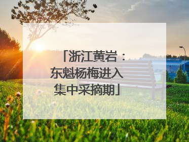 浙江黄岩：东魁杨梅进入集中采摘期