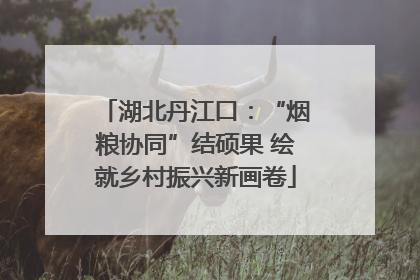 湖北丹江口：“烟粮协同”结硕果 绘就乡村振兴新画卷