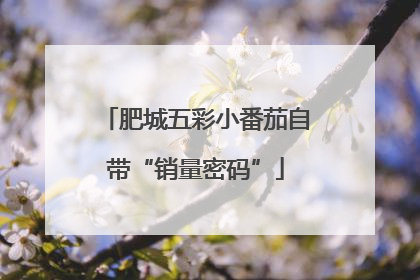 肥城五彩小番茄自带“销量密码”