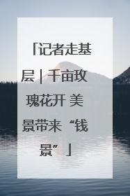记者走基层｜千亩玫瑰花开 美景带来“钱景”