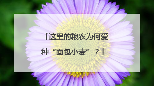 这里的粮农为何爱种“面包小麦”？