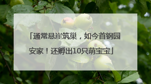 通常悬崖筑巢，如今首钢园安家！还孵出10只萌宝宝