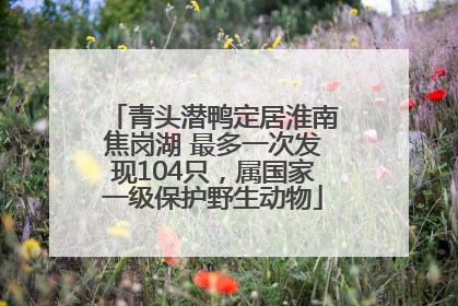 青头潜鸭定居淮南焦岗湖 最多一次发现104只，属国家一级保护野生动物