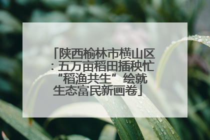 陕西榆林市横山区：五万亩稻田插秧忙 “稻渔共生”绘就生态富民新画卷