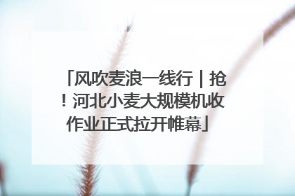 风吹麦浪一线行｜抢！河北小麦大规模机收作业正式拉开帷幕