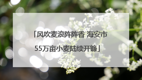 风吹麦浪阵阵香 海安市55万亩小麦陆续开镰