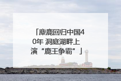 麋鹿回归中国40年 洞庭湖畔上演“鹿王争霸”