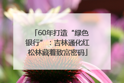 60年打造“绿色银行”：吉林通化红松林藏着致富密码